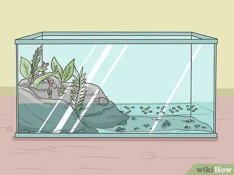 Позаботьтесь об американской лягушке-быке Шаг 6