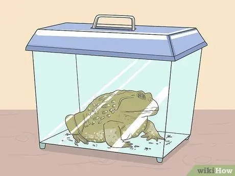 Позаботьтесь об американской лягушке-быке Шаг 8