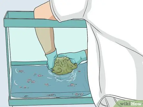 Позаботьтесь об американской лягушке-быке Шаг 9