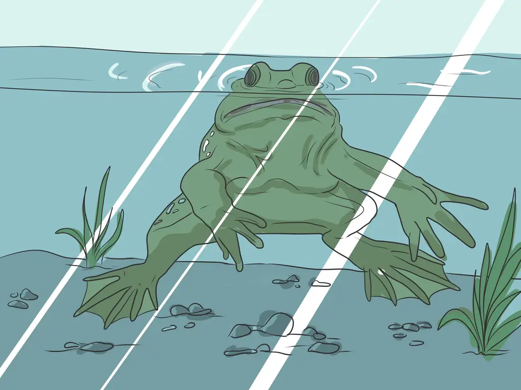 Как позаботиться об американской лягушке-быке: 14 шагов (с иллюстрациями)