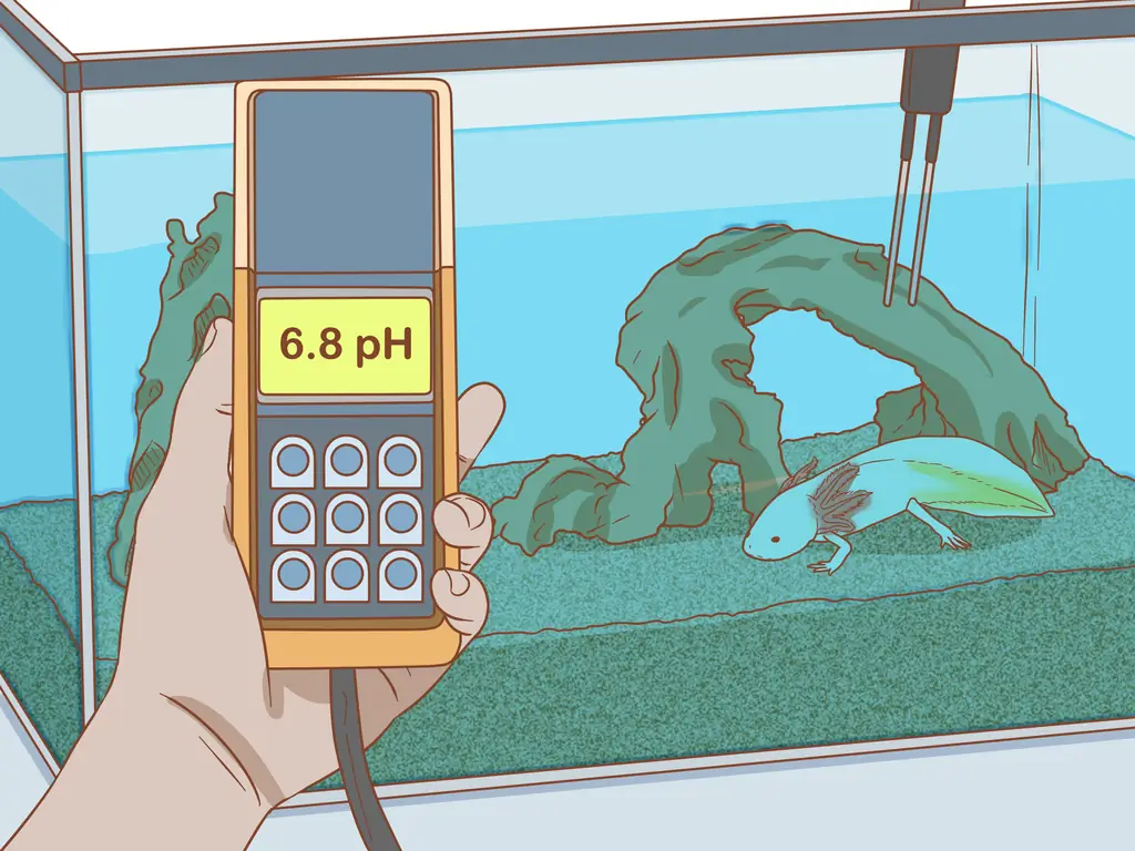 Как разместить питомца аксолотля: 13 шагов (с иллюстрациями)