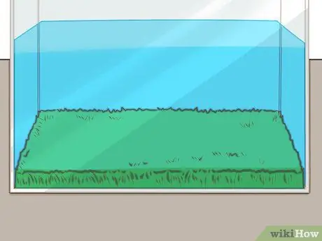 Уход за аксолотлем Шаг 3