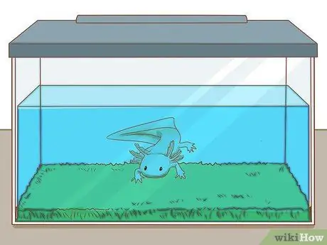 Уход за аксолотлем Шаг 4
