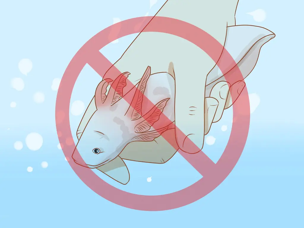 Как ухаживать за аксолотлем: 10 шагов (с иллюстрациями)