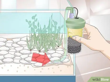 Уход за саламандрами Шаг 10