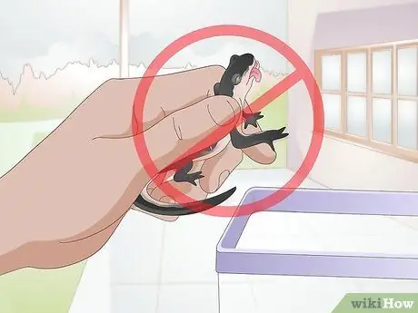 Уход за саламандрами Шаг 11