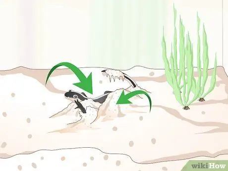 Уход за саламандрами Шаг 12