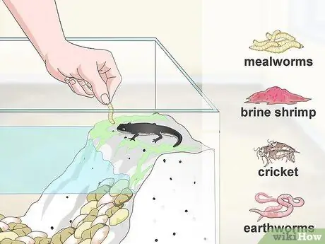 Уход за саламандрами Шаг 15