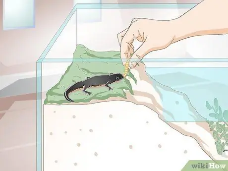 Уход за саламандрами Шаг 16