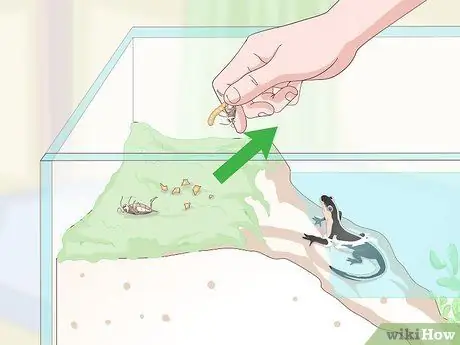 Уход за саламандрами Шаг 17