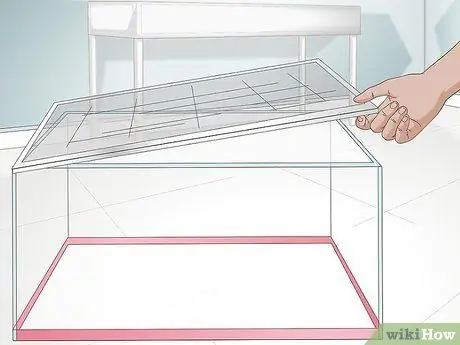 Уход за саламандрами Шаг 2