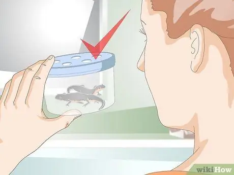 Уход за саламандрами Шаг 3