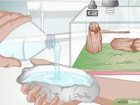 Уход за саламандрами Шаг 5