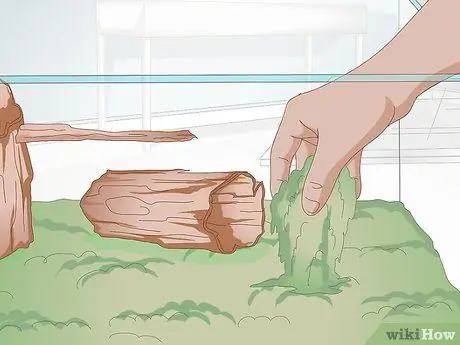 Уход за саламандрами Шаг 6