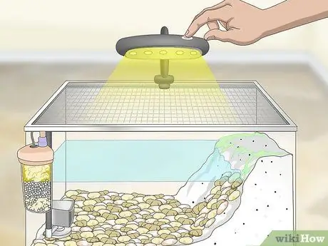 Уход за саламандрами Шаг 8