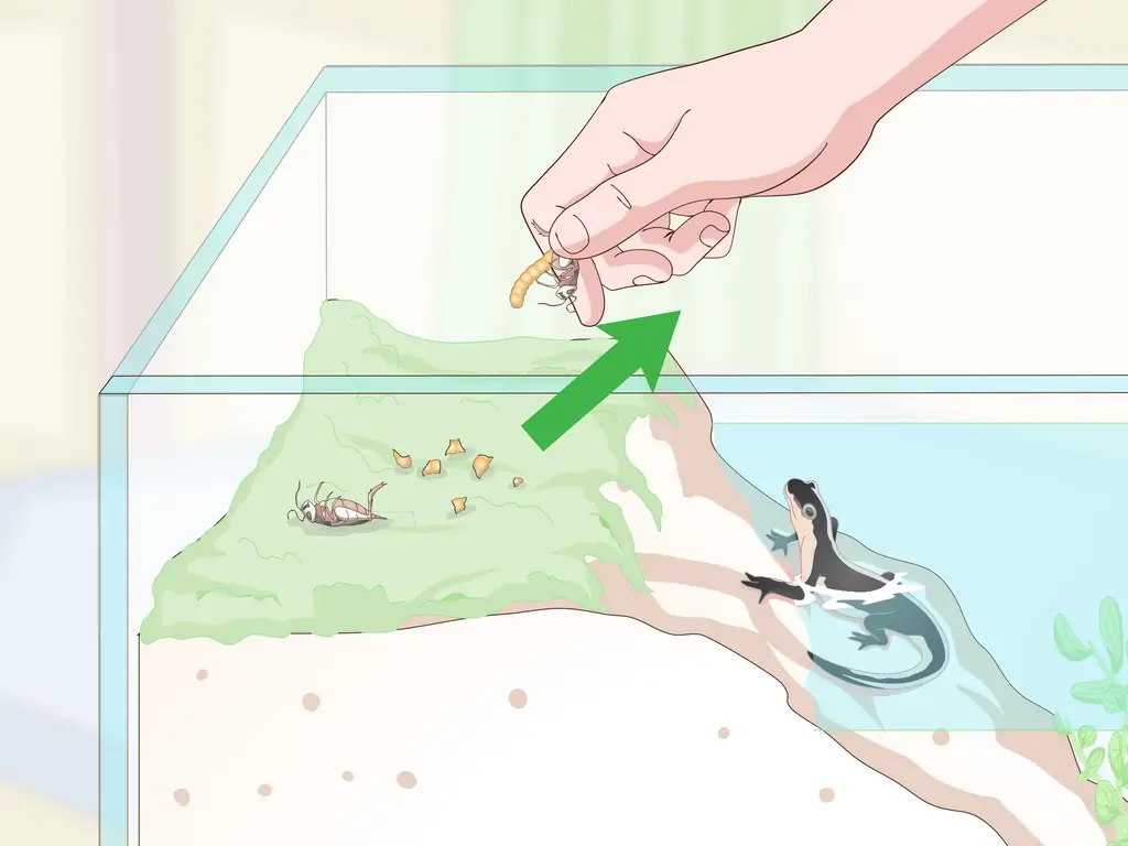 Как ухаживать за саламандрами (с иллюстрациями)