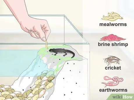 Уход за водным тритоном Шаг 10