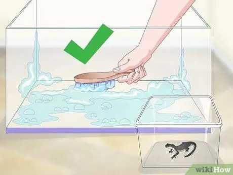 Уход за водным тритоном Шаг 11