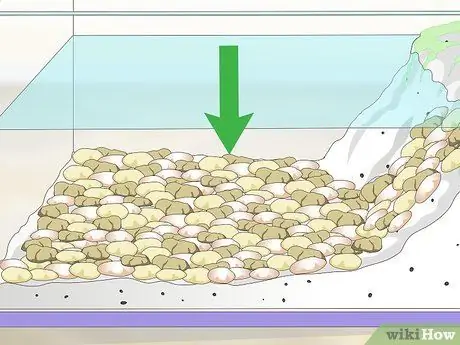 Уход за водным тритоном Шаг 4