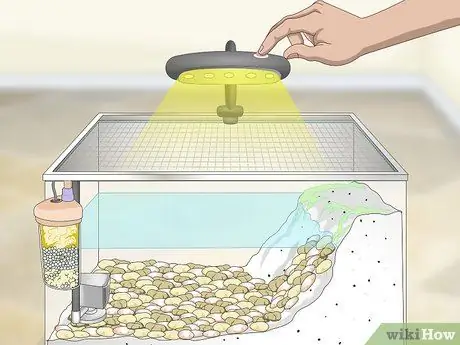 Уход за водным тритоном Шаг 7