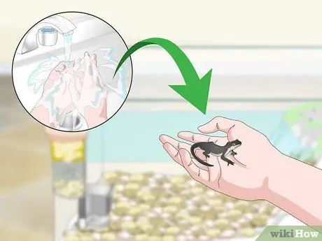 Уход за водным тритоном Шаг 9