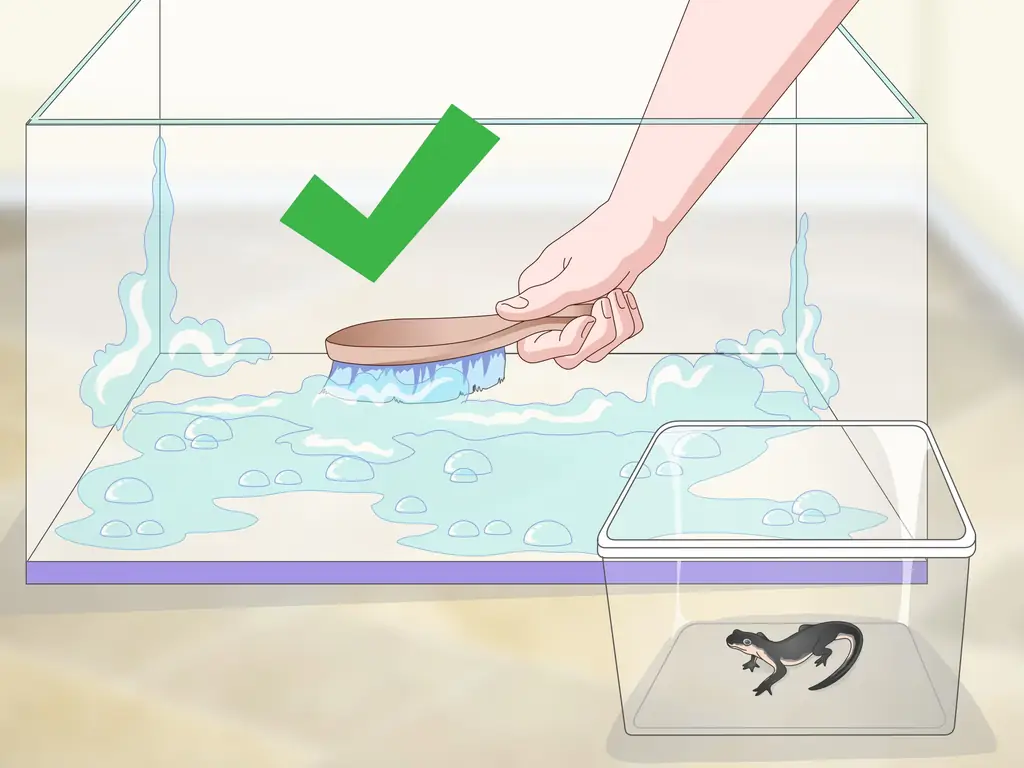 Как ухаживать за водным тритоном: 11 шагов (с иллюстрациями)