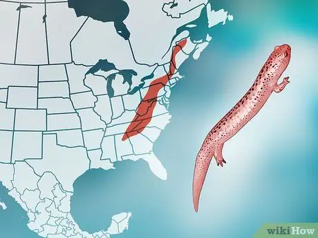 Найти саламандр, шаг 1