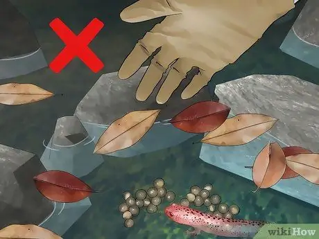 Найти саламандр, шаг 12