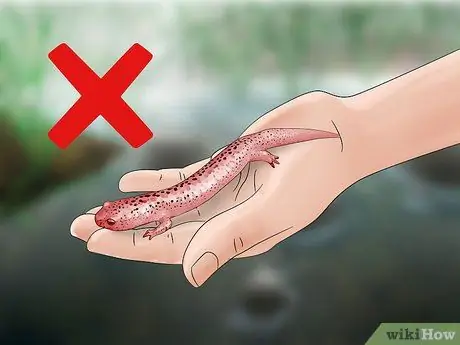 Найти саламандр, шаг 13