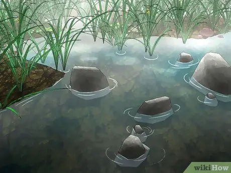 Найдите саламандр, шаг 4