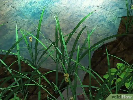 Найти саламандр, шаг 5