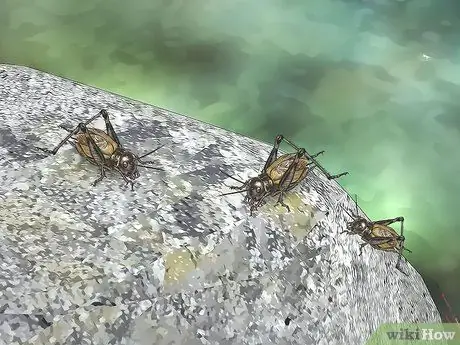 Найдите саламандр, шаг 6