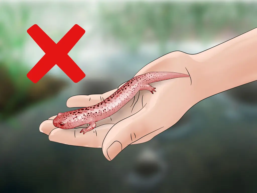 3 способа найти саламандр