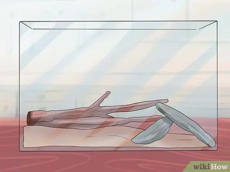 Позаботьтесь о тигровых саламандрах, шаг 3