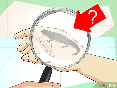 Сделайте танк для тритонов, шаг 1