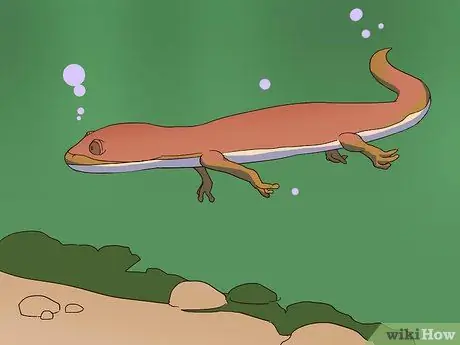 Покормить саламандру Шаг 12