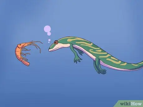 Покормить саламандру, шаг 2