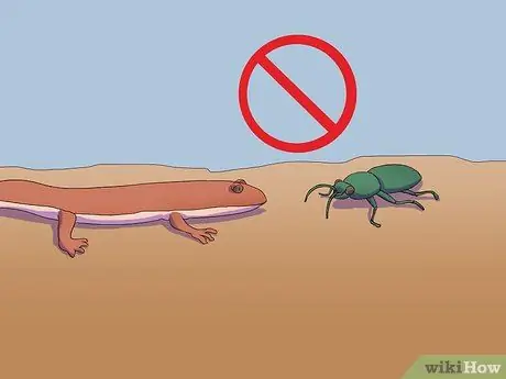 Покормить саламандру Шаг 3