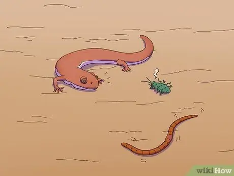 Покормить саламандру Шаг 4