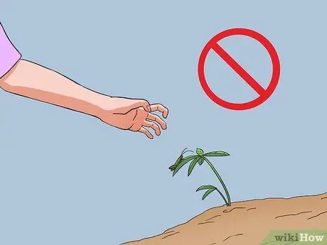 Покормить саламандру Шаг 5