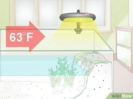 Купить тритона огненного живота шаг 10