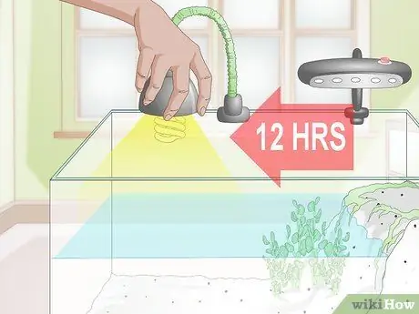 Купить тритона огненного живота шаг 11