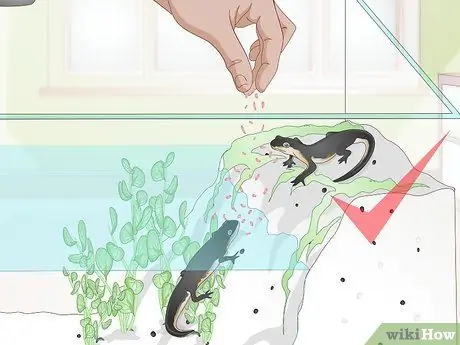 Купить тритона огненного живота шаг 12