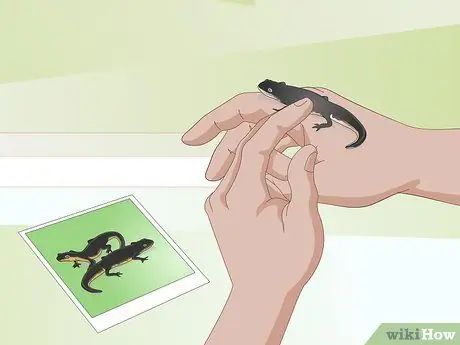 Купить тритона огненного живота шаг 4