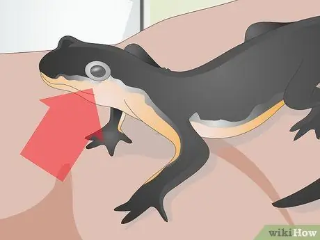 Купить тритона огненного живота шаг 5