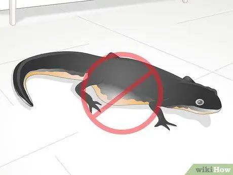 Купить тритона огненного живота шаг 7