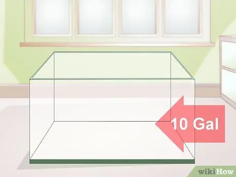 Купить тритона огненного живота шаг 8