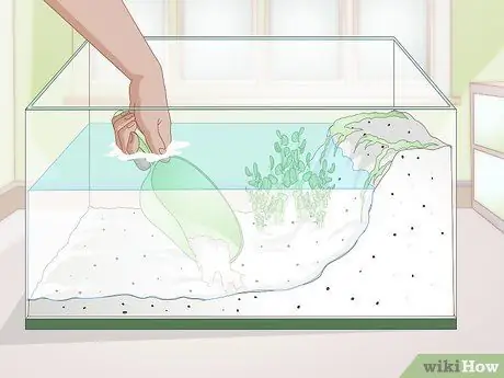 Купить тритона огненного живота Step 9