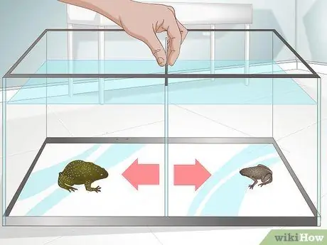 Уход за африканскими когтистыми или карликовыми лягушками Шаг 1