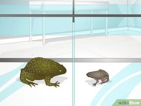 Уход за африканскими когтистыми или карликовыми лягушками Шаг 11